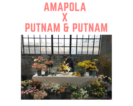 Amapola X Putnam & Putnam